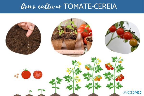 Quanto tempo leva para o pé de tomate dar frutos Click Seg