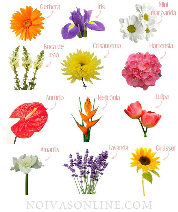 Quais São Os Nomes De Todas As Flores? - Click Seg