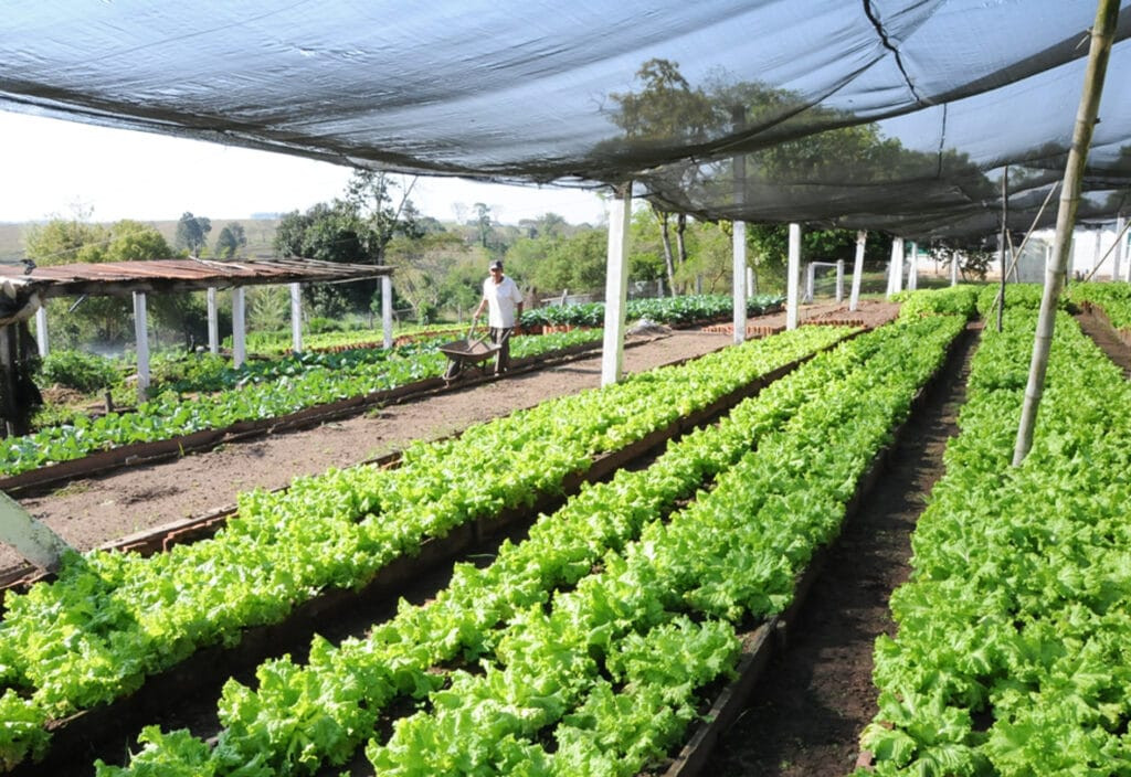 Quanto Gasto Para Montar Uma Horta Click Seg